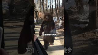 去西藏旅游，一定远离“人面熊” #西藏 #西藏旅游 #藏马熊 #藏马熊向人招手是为什么 #旅行好き