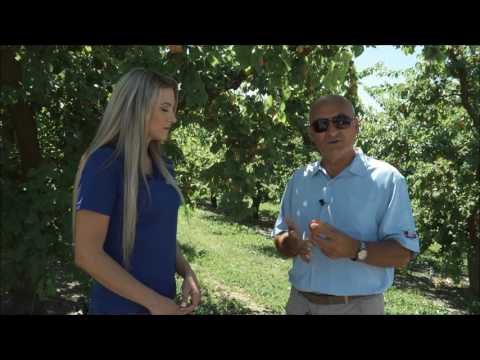 Selecting & Storing Apricots