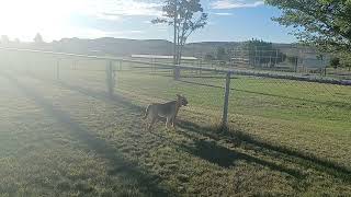 ONE HAPPY DOG!!  SORRY DIDNT REALIZE SHOOTING INTO SUN.🌄🤷 #Happydogs #Happydoghappyme