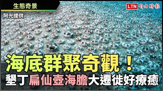 海底群聚奇觀！ 墾丁扁仙壺海膽大遷徙好療癒(阿光提供)