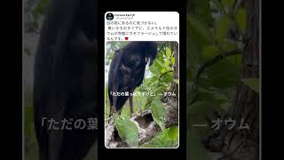 タカの真下にいたのは…完璧に隠れた小さな忍者