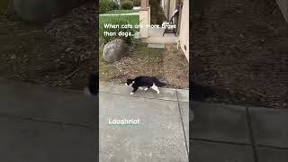 When cats are more brave than dogs...#funny #laughriot #foryou #justforfun #laugh #cats #dogs