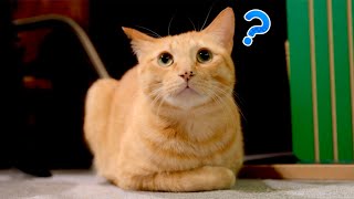 おしっこ爆弾に引っかかったので猫たちと緊急会議を開きました...。