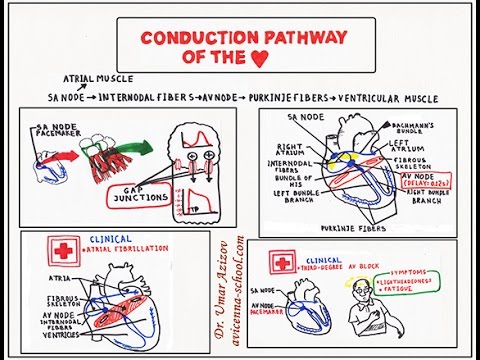 Conduction Pathway of the Heart (USMLE step 1 )