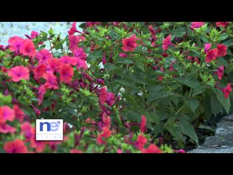 Elaine Irvin Petit story "Mikaela's Garden" .mov