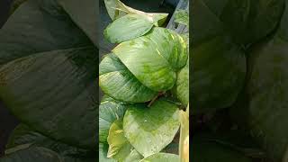 #pothosmoneyplants #moneyplantcare #pradeepmishrashivmahapuran #moneyplantpropagation