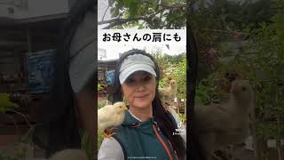 ひよこ初めての庭！#沖縄暮らし #猫のいる暮らし #ひよこ #鳥のいる暮らし #伊計島 #めだか女子 #農業女子 #shorts