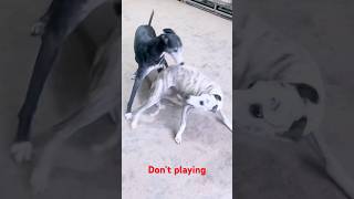 Playing #dog #dogfunny #dogvideo