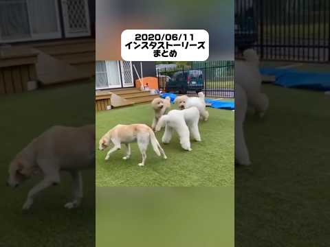 【過去のストーリーより】#愛犬#犬のいる暮らし #大型犬