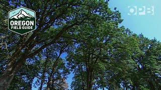 Fighting Sudden Oak Death: Oregon's struggle to contain the threat | Oregon Field Guide