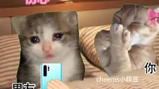我把寒暄当成了情话 猫meme 猫meme小剧场