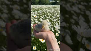 Morning Joe • Beautiful Nature Relaxing Music 24/7 • #shortmusic • || Public Files [Music]