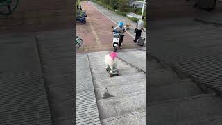 #不养狗不知道养狗的乐趣 #家有萌宠 #萌宠乐园 #可爱萌宠