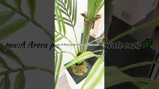 Faux Palm Trees #fauxplants #plants #homedecor