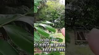 A Look Back and Forward #asmr #helpingothers #freework #yardwork