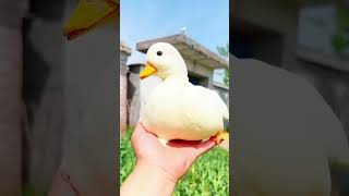 Do you like the😱😱 flying ducks! #Körduck #Kör duck incubation #Wonderfulanimals #Enjoyable rural li