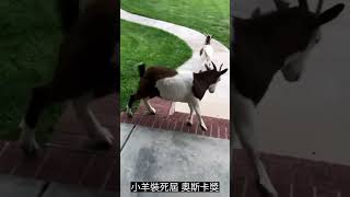 羊屆 奧斯卡獎#可愛動物