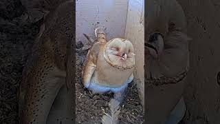 Short: barn owl family is so precious