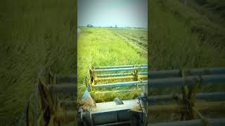 Harvesting Machine in Action! 🚜🌾 #FarmTech #HarvestSeason #ViralShorts