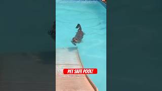 Pet Safe Pool w/ PetStep Pool Ramp #petsafety #swimmingpool #doglover #puppy #pool