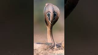 Top 10 Amazon Snakes#AmazonSnakes#DangerousSnakes#WildlifeShorts#AmazonJungle #SnakeFacts#shortsfeed