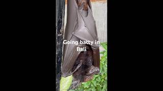 I Got Up Close & Personal With A Bat