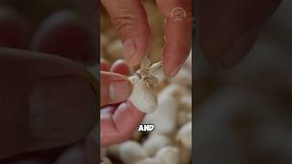 Mulberry snacker's life cycle