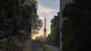 Tokyo Tower Zojoji temple with Sakura Cherry Blossom