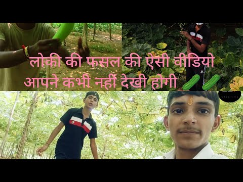लोकी की ऐसी फसल आपने कभी नहीं देखी होगी 😮😮😮🥒🥒🥒 #vlog #devcreative #viralvideo