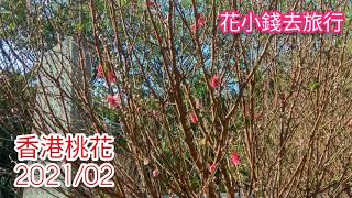 香港桃花打卡好去處@香港賞花好去處2021