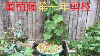 如何种葡萄(No.7)/如何对葡萄藤进行第一年的冬季剪枝