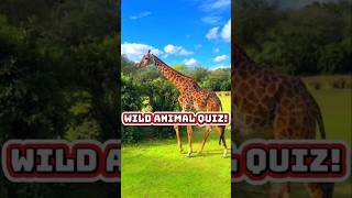 GUESS THE ANIMAL! 🦒🦤🦊 Who Is It? #quiz #animalsounds #educationalvideo #cilubbakids