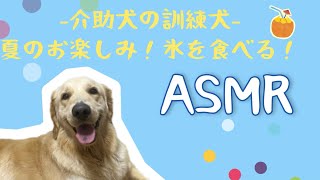 -介助犬の訓練犬の日常-夏のお楽しみ編☀️#介助犬 #ゴールデンレトリーバー#asmr