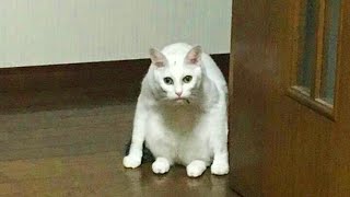 웃지 마세요 🤣 새로운 웃긴 고양이 영상 😹