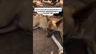 #babyanimal #puppy #adoptionrocks #paymentlink #kindnessiscool #paymentmethod #adoptstrays #pets