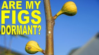 Is My Fig Tree Dormant? How To Tell If Your Fig Tree Is Dormant