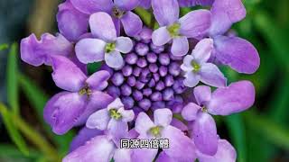 擬南芥（Sandrock cress）是十字花科的一種開花植物，主要​​發現於中歐，有二倍體和同源四倍體