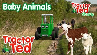 Lets Look At Baby Animals On The Farm 🍼 | Tractor Ted Shorts | Tractor Ted Official Channel