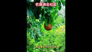 堅果突然從樹上掉落，松鼠吃得津津有味，沒想到遭到老鷹襲擊 #野生動物零距離 #堅果 #動物的迷惑行為 #動物世界 #老鷹