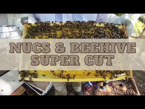 Nuc & Beehive Inspections (Super Cut) - 11 December 2022