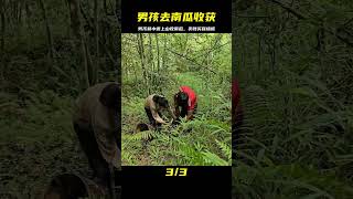 為了買新房墻板材料，男孩和小雪上山收獲南瓜到下山賣 #農村生活 #荒野求生 #荒野独居 #求生挑战 #生存挑战 #荒野
