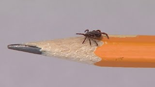 CDC reports rise in tick bites this summer
