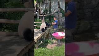 #大熊猫 #panda #大熊猫奇三妹 每天都在学习复盘