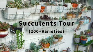 200+ Succulents Tour (In a Hot and Humid Climate: Malaysia)