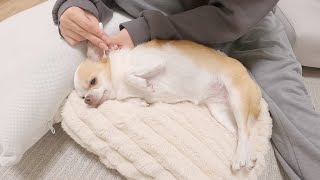 耳掃除中ずっとキレてるチワワがかわいいw