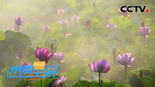 山东微山湖：亚洲最大！十万亩荷花盛放！人在湖间走宛若画中游「消费主张之美不胜收中国湖」20211007 | CCTV财经