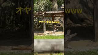 【爆笑】動物園にいたカンガルーがオヤジすぎたwww【アカカンガルー】