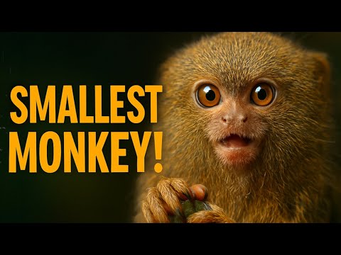 PYGMY MARMOSET: Tiniest Monkey In The World And Its SECRETS