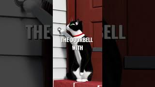 The Doorbell Rings… but It’s Not Who You Think 😲🐾 #catshorts #animation #youtubeshorts #funny
