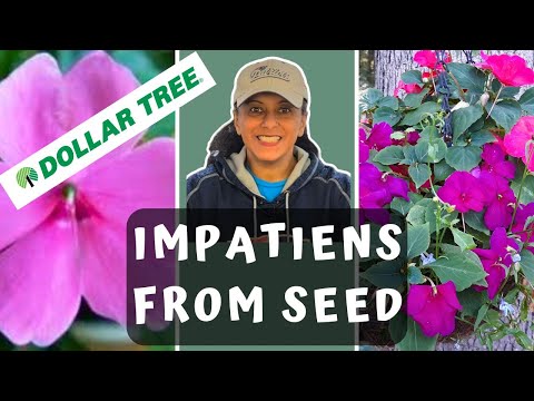 Grow Impatiens From Seed | Sowing  Planting Dollar Tree Impatiens Seeds || Budget Gardening